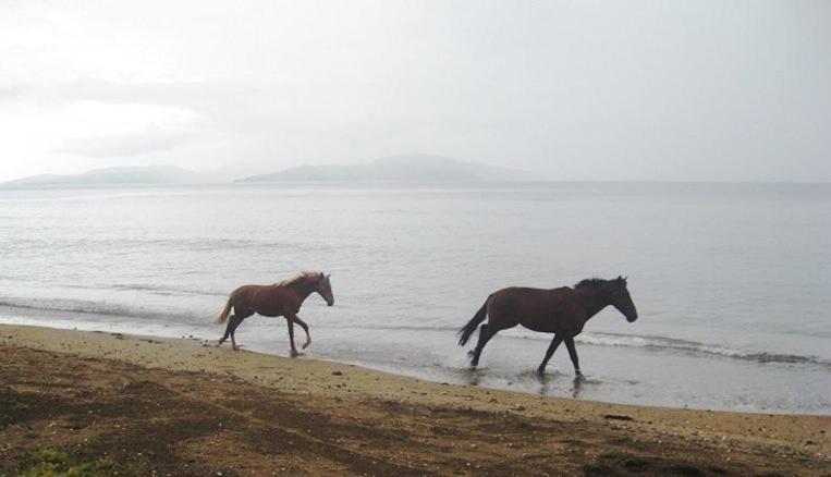 Aroha Taveuni Beachfront Bures Waiyevo Exterior foto